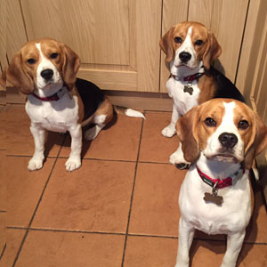 3 dogs in the kitchen